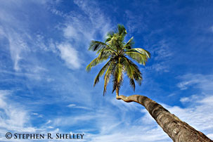 Carribean Palm Tree