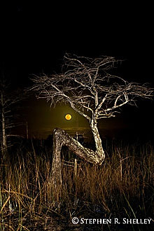 Z Tree Moon Rise