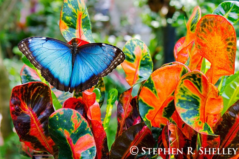 Image result for the key west butterfly & nature conservatory