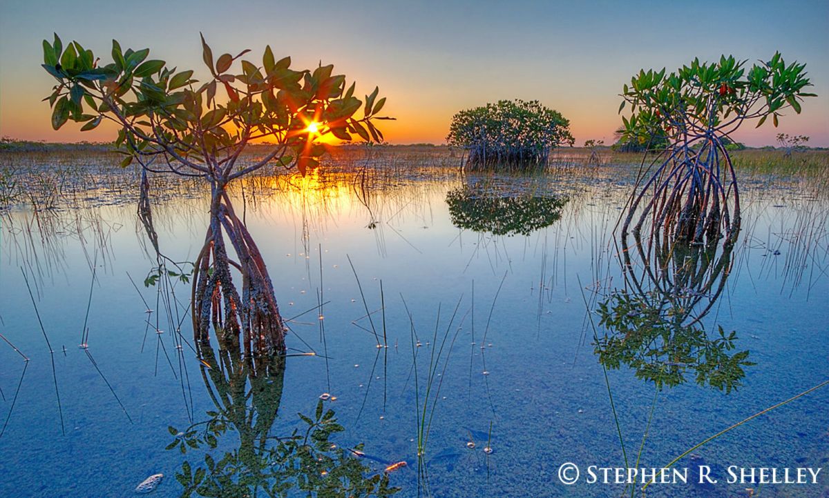 Everglades Lillies