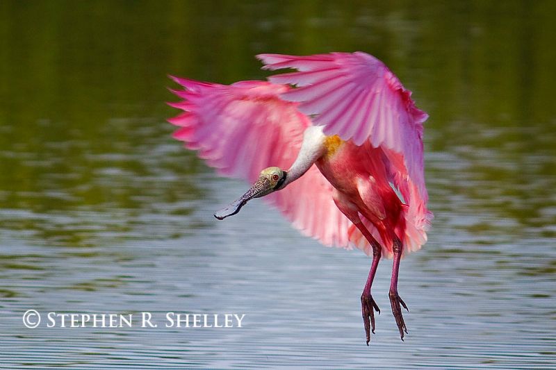 Roseate Spoonbill