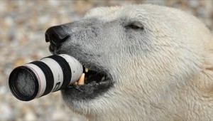 Polar-bear-vs-Canon-lens-1